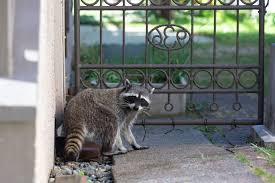 How to get rid of a raccoon. How To Prevent Animals From Invading Your Property