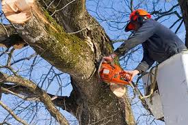 We offer a custom approach to tree removal guaranteed to match your needs and budget. Three Reasons To Have Your Trees Trimmed Regularly