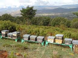 Organic Honey Farm gambar png