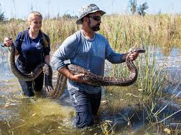 the snakes that ate florida science