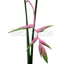 heliconia pink flowers