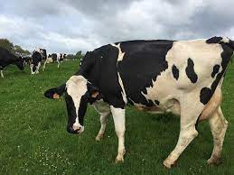 Brazil S Plans For Gene Edited Cows Got Scrapped Here S Why gambar png