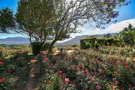 Chart Farm Roses And Farm Stall Near Wynberg Cape Town