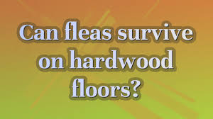 can fleas survive on hardwood floors