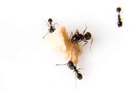 nontoxic ways to get rid of ants