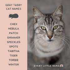 320 gray cat names funny and purr