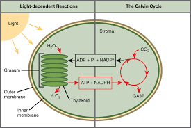 Biology The Cell Photosynthesis