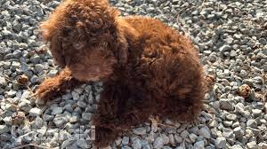 toy poodle 1 900 4735356 in paphos