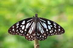 Image result for blue tiger butterfly meaning