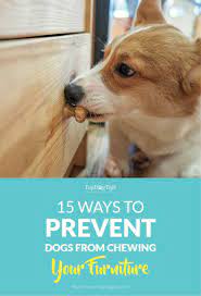 prevent dogs from chewing furniture
