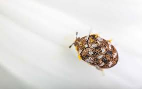 carpet beetles miche pest control