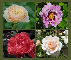 Rose Bushes Climbers Fragrant Flowers