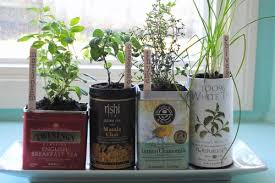 Tea Tin Herb Garden