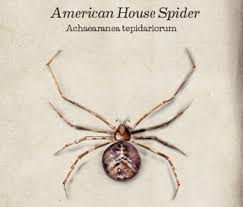 Spider Identification Western Exterminator
