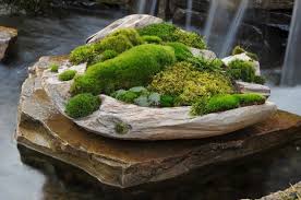 How To Grow Moss Indoors And Outdoors