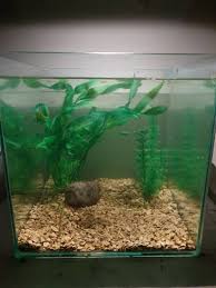 Glass Fish Tank Aquarium Fish