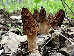 black morel mushroom kits greenwood