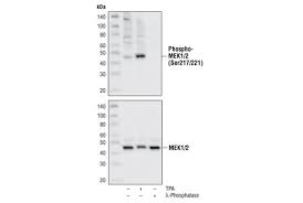 Phospho Mek1 2 Ser217 221 Antibody Cst