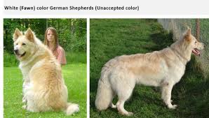 German Shepherd Coat And Color Varieties Pethelpful
