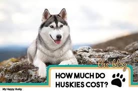 Since miniature huskies are bred purely for the allure of having a bringing home a miniature husky puppy is definitely pricey, but you also need to factor in the cost of. Siberian Husky Price How Much Do Huskies Cost In 20 States My Happy Husky