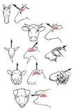 what-are-slaughtered-horses-used-for