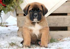 Mountain Mastiff Puppies For Sale Near Me gambar png