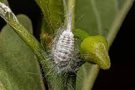 how to get rid of mealybugs trusted