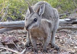 endangered wallaby potion bounces