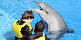 dolphin therapy in side meet the