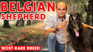 belgian shepherd rare puppy dog breed