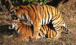 Bildergebnis für tiger