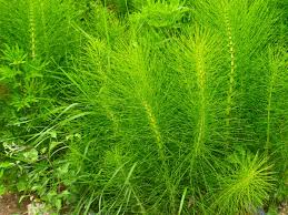 Some species need moisture and water while others are quite tolerant of drought. Horsetail Herb Uses Information On Caring For Horsetail Plants