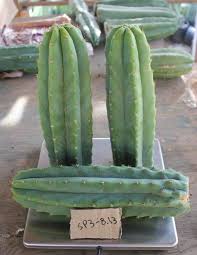 Notice the shorter sections where you see new tops growing. Exact Tray Sp3 8 13 Of San Pedro Cactus Cuttings Approx 9 4lbs Free Shipping Cactus Cactus For Sale San Pedro Cacti