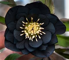Leaves usually blotched dark purple. 11 Gorgeous Black Flowers From Around The World Ferns N Petals