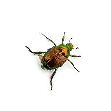 anse beetle identification habits