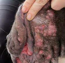 dog pimples an expert guide to acne in