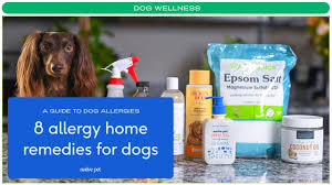 home remes for dog allergies