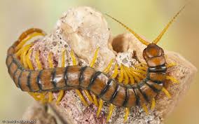 Image result for scolopendra