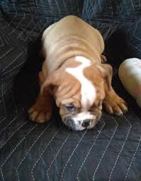 Valley bulldog dog breed information and pictures. Valley Bulldog Puppy For Sale Adoption Rescue For Sale In Zebulon North Carolina Classified Americanlisted Com
