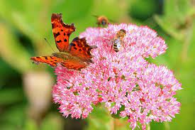 plants pollinators can t resist in your