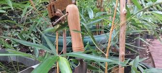 How To Build Bamboo Hoops Garden Netting