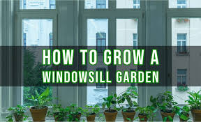 how to grow a windowsill garden