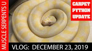 snow carpet python project dec 23