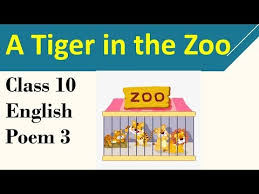 Eighth hindi poem for class 1, 2 and 3 students. A Tiger In The Zoo Class 10 Cbse English Poem Summary Explanation Question Answers