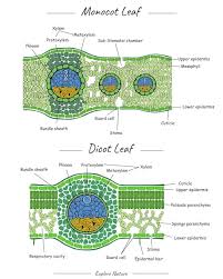 structure of monocot leaf and dicot leaf