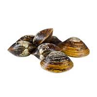 Clam Species Guide Marx Foods