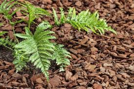 How To Get Rid Of Unwanted Ferns The