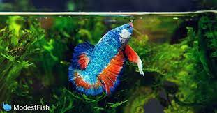 How To Set Up a Betta Fish Tank: Step by Step Guide gambar png