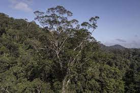 Wetenschappers bereiken na drie jaar en vijf expedities hoogste boom van  Amazonegebied | Het Nieuwsblad Mobile