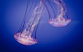hd desktop wallpaper jellyfish fishes